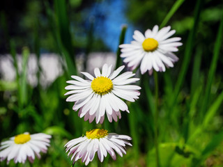 Obraz premium daisy in the park