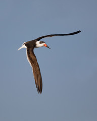 Black Skimmer in flight