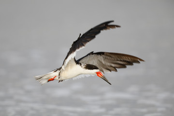 Black Skimmer preparing to land on a beach