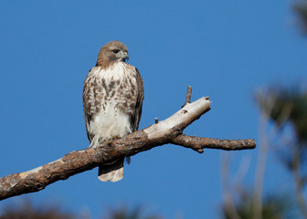 Juvenile Red-tailed Hawk perched on a dead branch