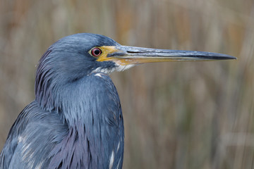 Closeup of a Tricolored Heron