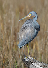 Tricolored Heron perched on a log in a marsh
