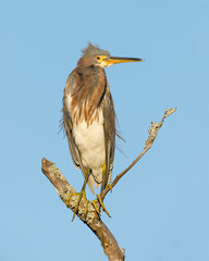 Tricolored Heron perched on a dead branch - Jekyll Island, GA
