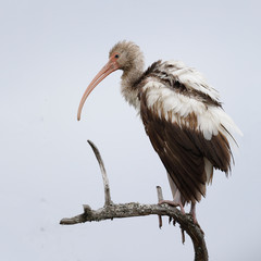 Juvenile White Ibis perched on a dead branch