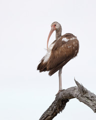 Juvenile White Ibis perched on a dead branch