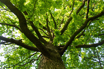 Sprawling tree. Oak branches.