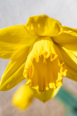 Single yellow blooming narcissus close-up