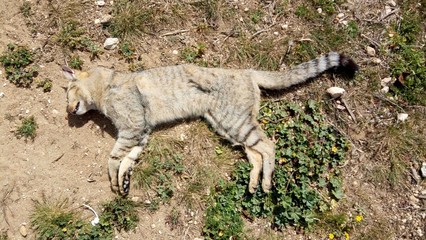 When the cats get older, they die This is a cat of 27 years old and he died without a disease. He found it on the ground in a public place. Very unfortunate view.