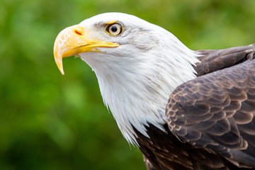Obraz premium Kopf vom Weißkopfseeadler