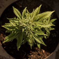 Pot plant growing in pot