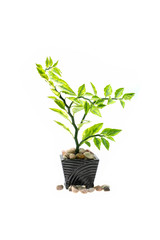 Ornamental plant to cultivate in black pot on white background