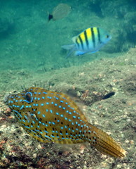 Fototapeta premium Underwater