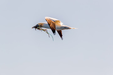 RUNDE, NORWAY - 2018 JULY 01. Gannet bird using plastic material when building nest