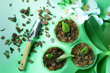 Preparing for planting an orchid. Garden tools on a green background. Home gardening. Top view.
