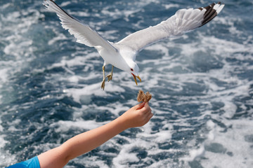 RUNDE, NORWAY - 2018 JULY 27. Seagull catch food from the hand of a person