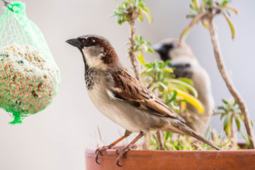 Spatz auf dem Balkon