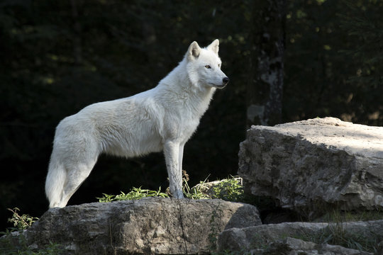 7 495 Best Loup Images Stock Photos Vectors Adobe Stock 7 495 Best Loup Images Stock Photos Vectors Adobe Stock