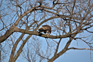 Immature Bald Eagle
