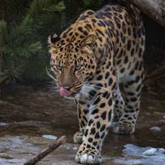 Fototapeta na wymiar Portrait of a far Eastern leopard