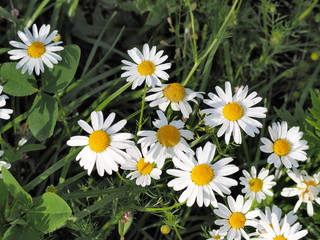 Obraz premium field of daisies