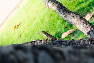 Oriental garden fence lizard or Calotes versicolor sitting on a branch in the tropical jungle. Asian lizard on a blurred background of green forest. Animal of Asia, reptile