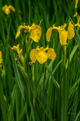 Fototapeta premium Yellow flag iris