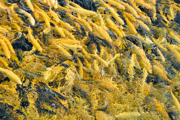 Water and fish bottom, goldfish