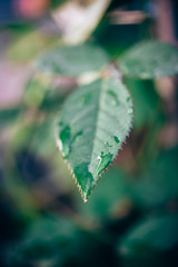 Primer plano de una hoja en una rama, con gotas de lluvia 