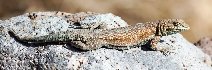 Western side-blotched lizard, adult male, sun bathing. Fossil Falls, Inyo County, California, USA. - Powered by Adobe