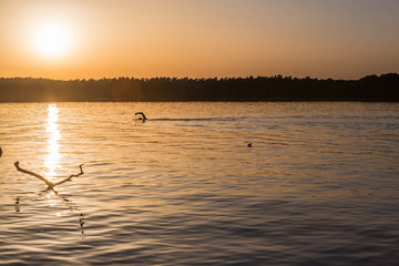 Schwimmer (Werbellinsee, Brandenburg)