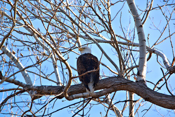 Adult Bald Eagle