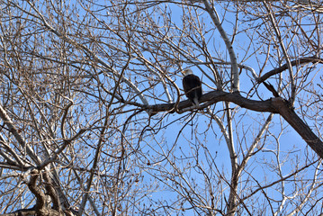 Adult Bald Eagle