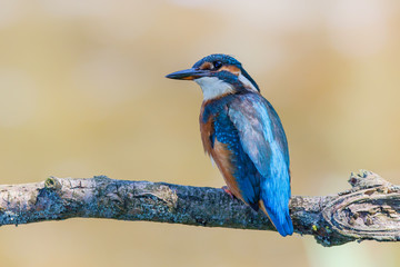 Common Kingfisher on a branch in the Lepelaarsplassen near Almere in the Netherlands