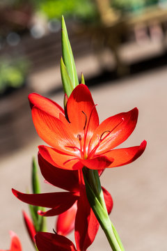 Hesperantha Coccinea 'Major' a red herbaceous summer autumn perennial flower plant commonly known as crimson flag lily