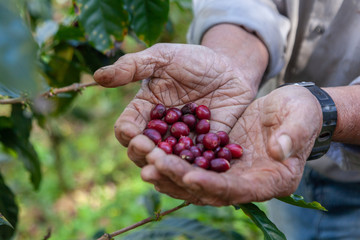 Coffee bean