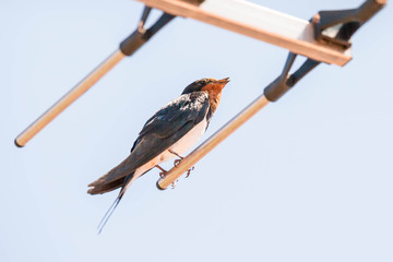 Schwalbe auf der Antenne