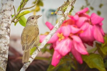 Obraz premium Sabiá laranjeira, Turdus rufiventris. The orange thrush is a passerine bird in the Mimidae family.