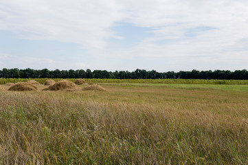 Obraz premium Hayfield. There are many stacks around. Meadow in the early autumn. Dry plants around. Green forest far away. Dark heaven with white clouds above 