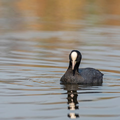 The Eurasian coot (Fulica atra), also known as the common coot or Australian coot, is a waterfowl...