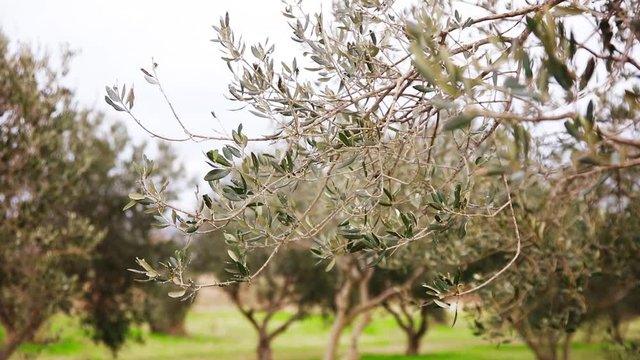 Olive Tree Branch