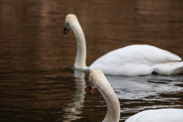 Schwäne blicken in die Ferne