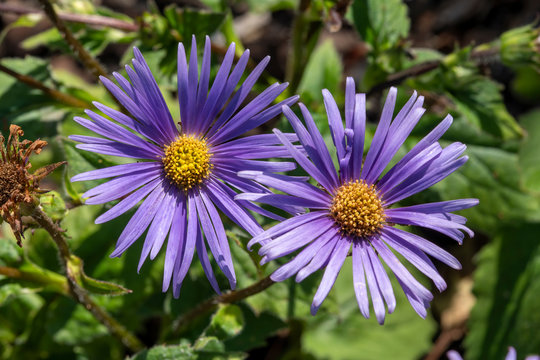 Aster peduncularis  a purple blue herbaceous summer autumn perennial flower plant commonly known as Michaelmas daisy