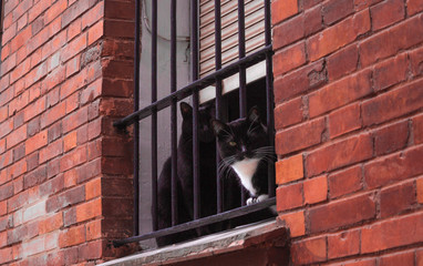 Cats looking out the window 