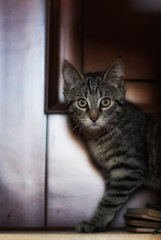 Hauskatze