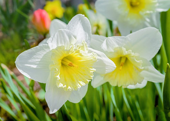 Ice Follies daffodils in the spring home garden.