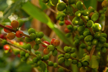 Coffee bean