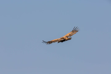 Gänsegeier Flugstudie (Sonabia, Spanien)