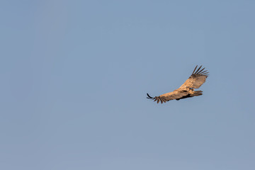 Gänsegeier Flugstudie (Sonabia, Spanien)