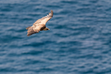 Gänsegeier über dem Meer