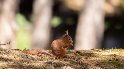 A cute red squirrel eating on the forest floor